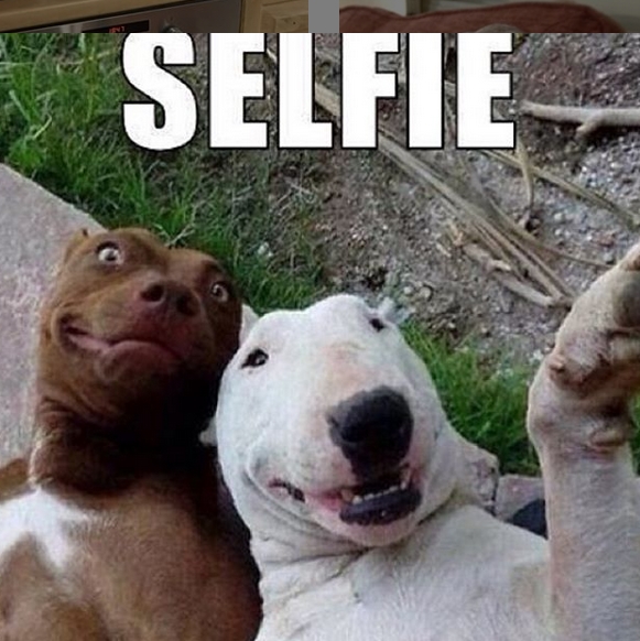 15 Funny Bull Terrier Memes To Make Your Day 9