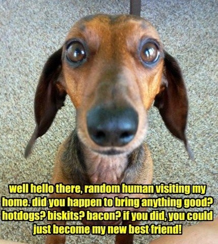 15 Funny Dachshund Memes To Make Your Day 9