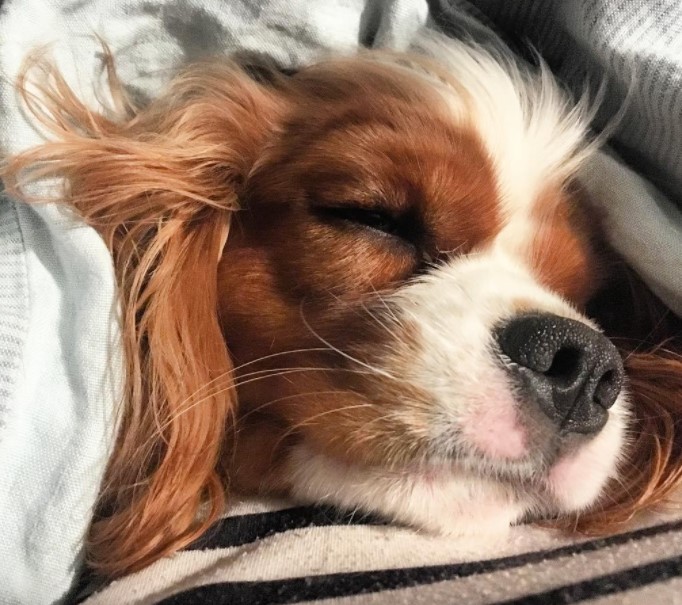 15 Pictures That Prove Cavalier King Charles Spaniels Are Perfect Weirdos 9