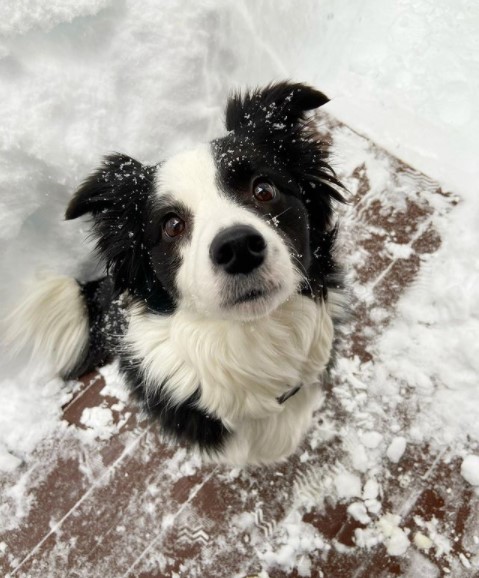 15 Pictures That Prove Border Collies Are Perfect Weirdos 9