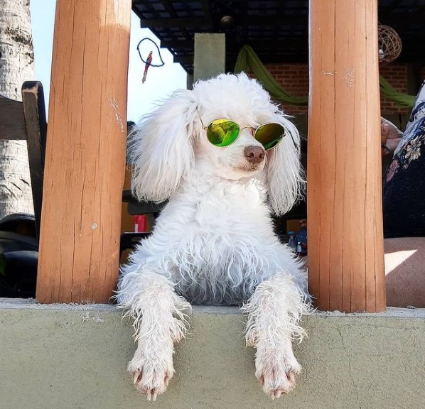 15 Pictures That Prove Poodles Are Perfect Weirdos 11