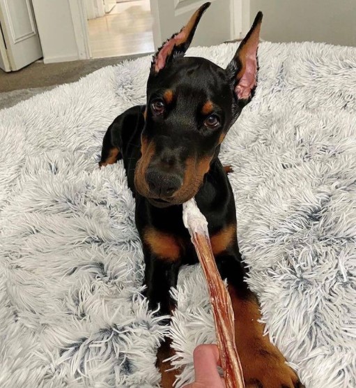 15 Pictures That Prove Doberman Pinschers Are Perfect Weirdos 9