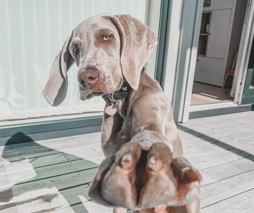 16 Pictures That Prove Weimaraners Are Perfect Weirdos 9