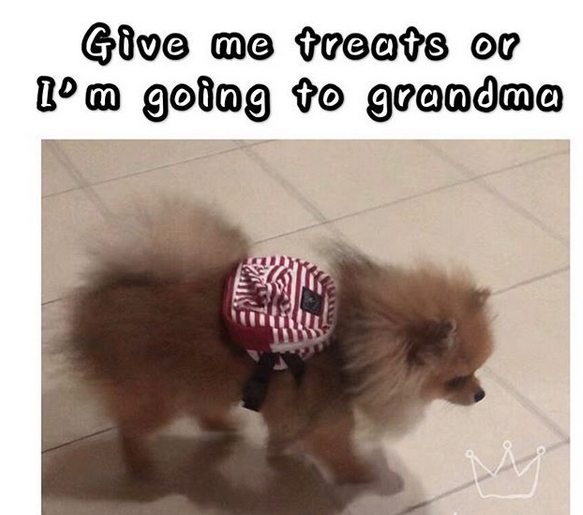 15 Funny Pomeranian Memes To Make Your Day 9