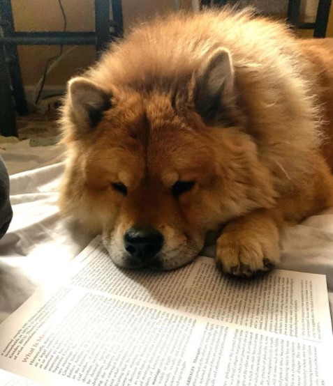 15 Pictures That Prove Chow Chows Are Perfect Weirdos 9