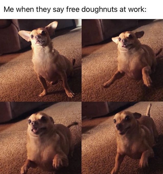15 Funny Chihuahua Memes To Make Your Day 9