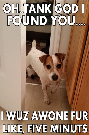 15 Funny Jack Russell Memes To Make Your Day 9