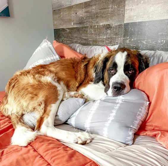 15 Pictures That Prove St Bernards Are Perfect Weirdos 9