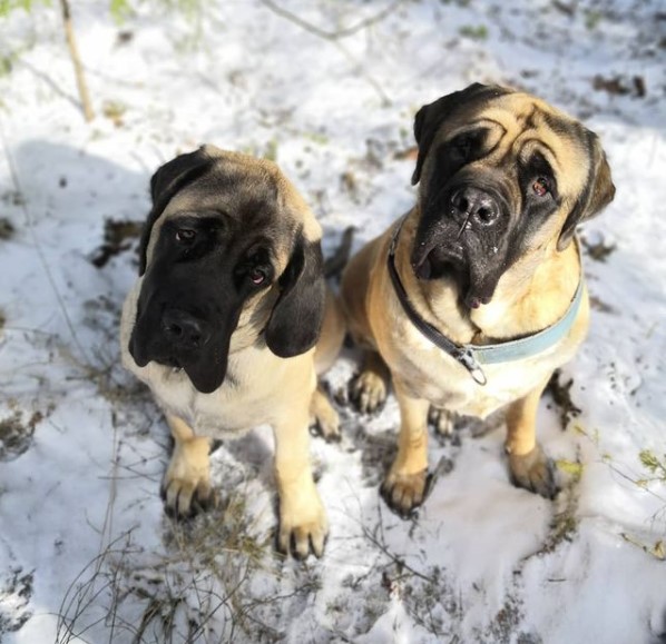 15 Pictures That Prove English Mastiffs Are Perfect Weirdos 9