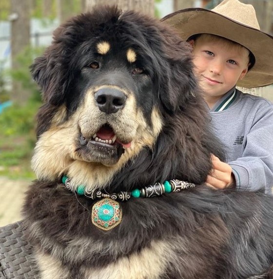 15 Pictures That Prove Tibetan Mastiffs Are Perfect Weirdos 9