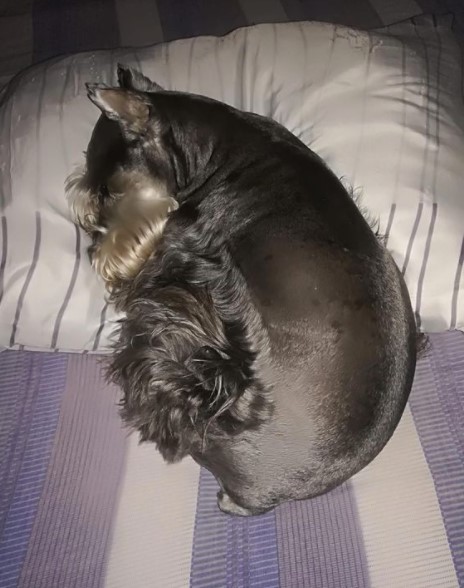 15 Pictures That Prove Schnauzers Are Perfect Weirdos 9