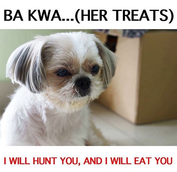 15 Funny Shih Tzu Memes To Make Your Day 9