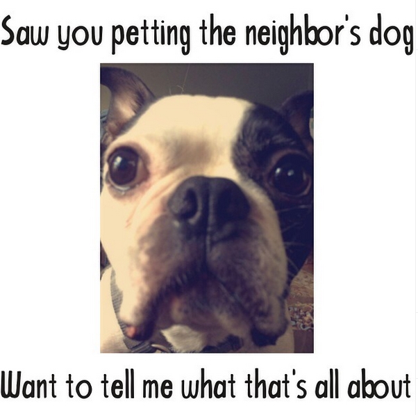15 Funny Boston Terrier Memes To Make Your Day 9