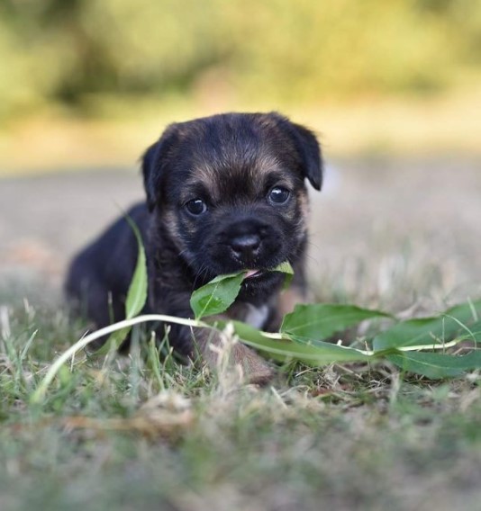 15 Pictures That Prove Border Terriers Are Perfect Weirdos 9 15 Pictures That Prove Border Terriers Are Perfect Weirdos 9