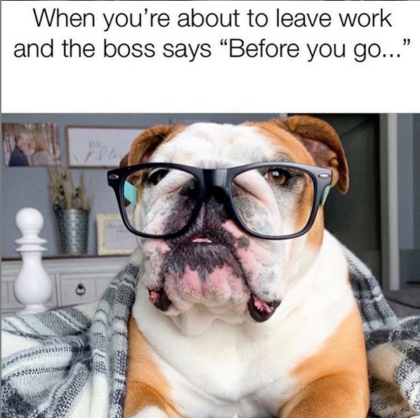 15 Funny English Bulldog Memes To Make Your Day 9