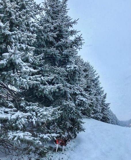 15 Pictures That Prove Rat Terriers Are Perfect Weirdos 9