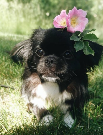 16 Pictures That Prove Tibetan Spaniels Are Perfect Weirdos 9