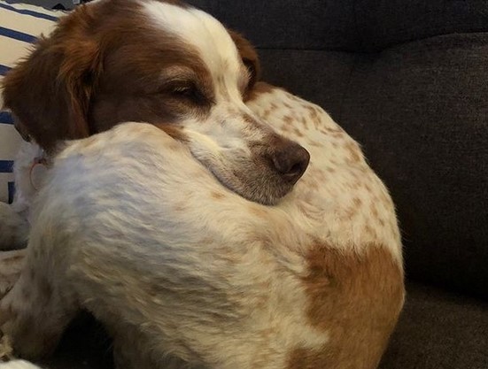 15 Pictures That Prove Brittany Spaniels Are Perfect Weirdos 9