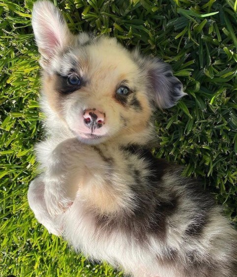 15 Pictures That Prove Australian Shepherds Are Perfect Weirdos 9