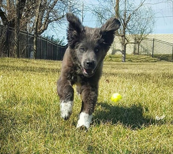 15 Pictures That Prove Newfoundlands Are Perfect Weirdos 9