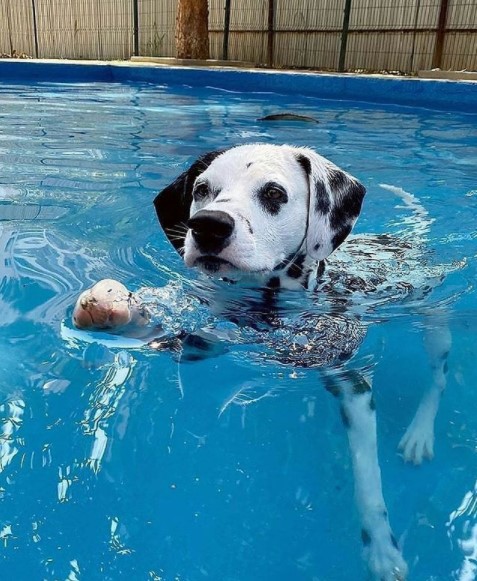 15 Pictures That Prove Dalmatians Are Perfect Weirdos 9