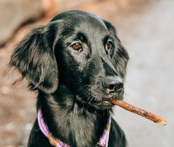 15 Pictures That Prove Flat-Coated Retrievers Are Perfect Weirdos 9