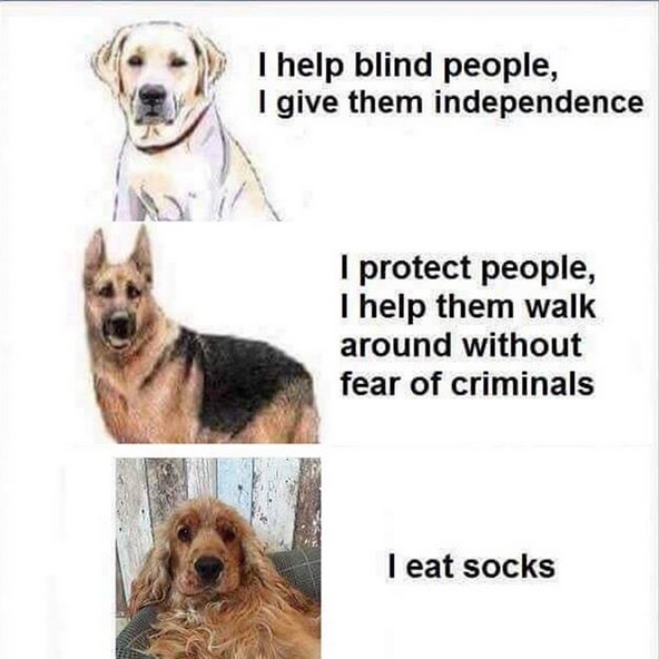 15 Funny Cocker Spaniel Memes To Make Your Day 9