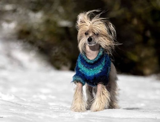 15 Pictures That Prove Chinese Crested Dogs Are Perfect Weirdos 9