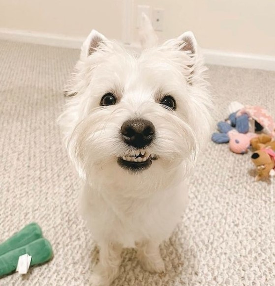 16 Pictures That Prove West Highland White Terriers Are Perfect Weirdos 9
