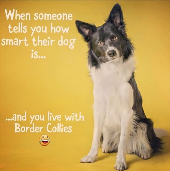 15 Funny Border Collie Memes To Make Your Day 9