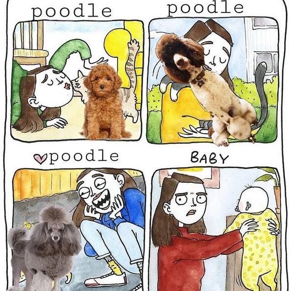 15 Funny Poodle Memes To Make Your Day 9
