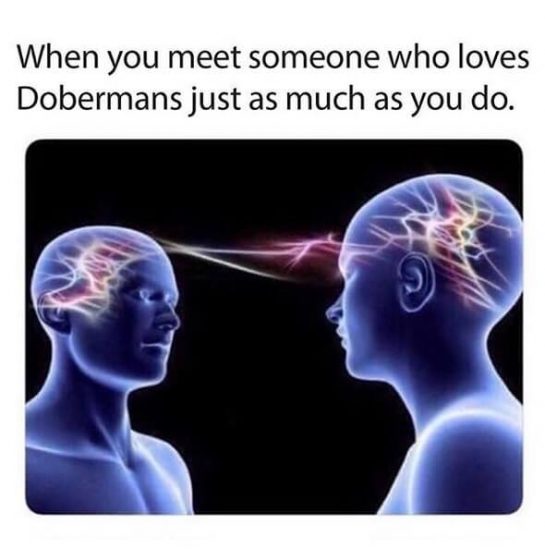 15 Funny Doberman Pinscher Memes To Make Your Day 9