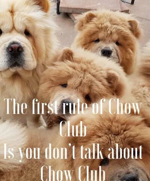 15 Funny Chow Chow Memes To Make Your Day 9