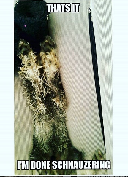 15 Funny Schnauzer Memes To Make Your Day 9