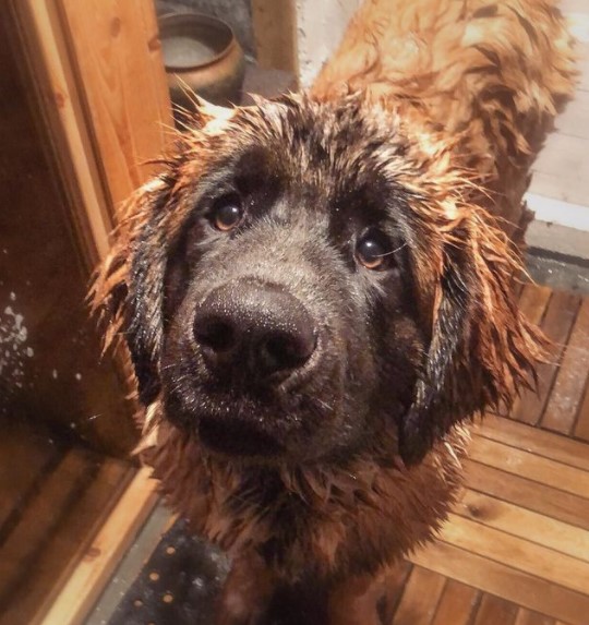 16 Pictures That Prove Leonbergers Are Perfect Weirdos 11