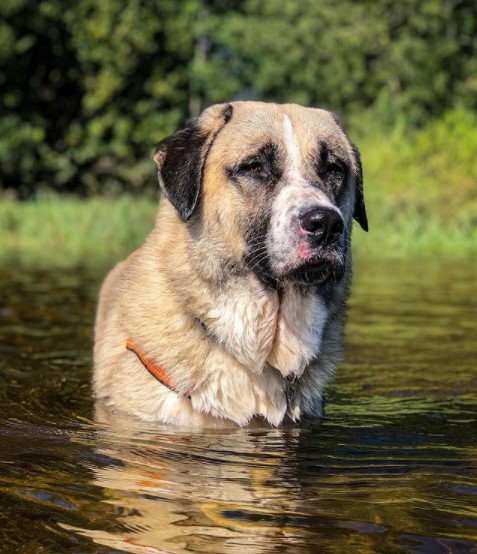 15 Pictures That Prove Anatolian Shepherds Are Perfect Weirdos 9