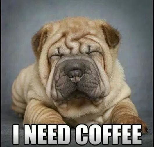 15 Funny Shar-Pei Memes To Make Your Day 9