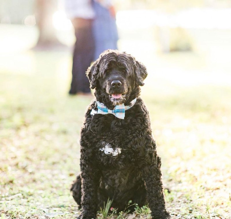 Portuguese Wasserhund or Portuguese Water Dog 39