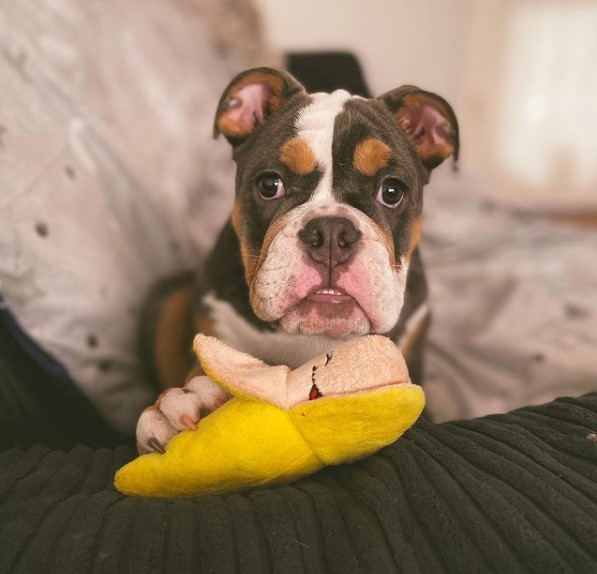 15 Pictures That Prove English Bulldogs Are Perfect Weirdos 10