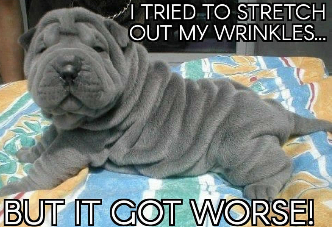 15 Funny Shar-Pei Memes To Make Your Day 10