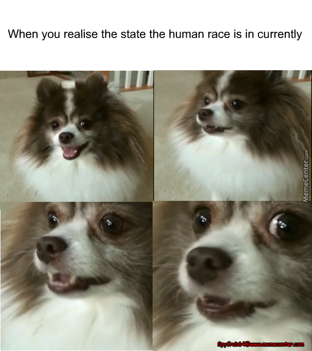 15 Funny Papillon Memes To Make Your Day 10