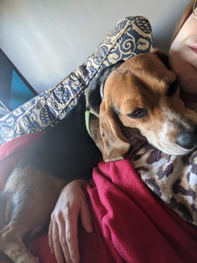 15 Things Only Beagle Owners Will Understand 10