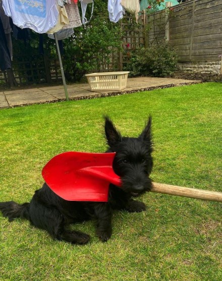15 Pictures That Prove Scottish Terriers Are Perfect Weirdos 10
