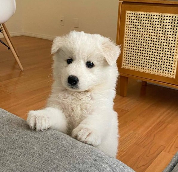 16 Pictures That Prove Samoyeds Are Perfect Weirdos 10