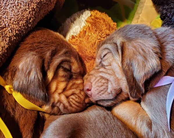 15 Pictures That Prove Bloodhounds Are Perfect Weirdos 10