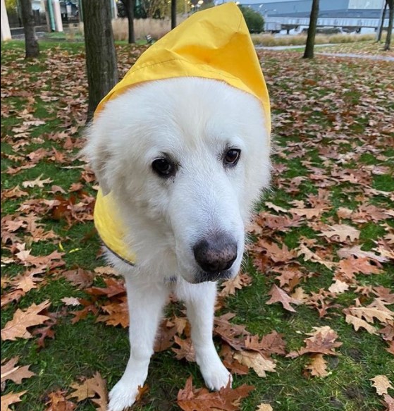 15 Pictures That Prove Great Pyrenees Are Perfect Weirdos 10