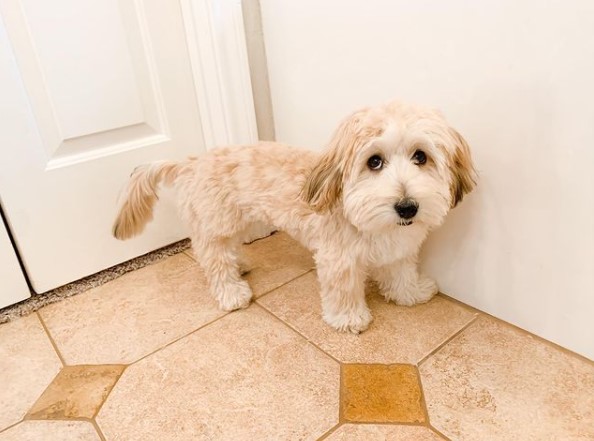 15 Pictures That Prove Havanese Dogs Are Perfect Weirdos 10