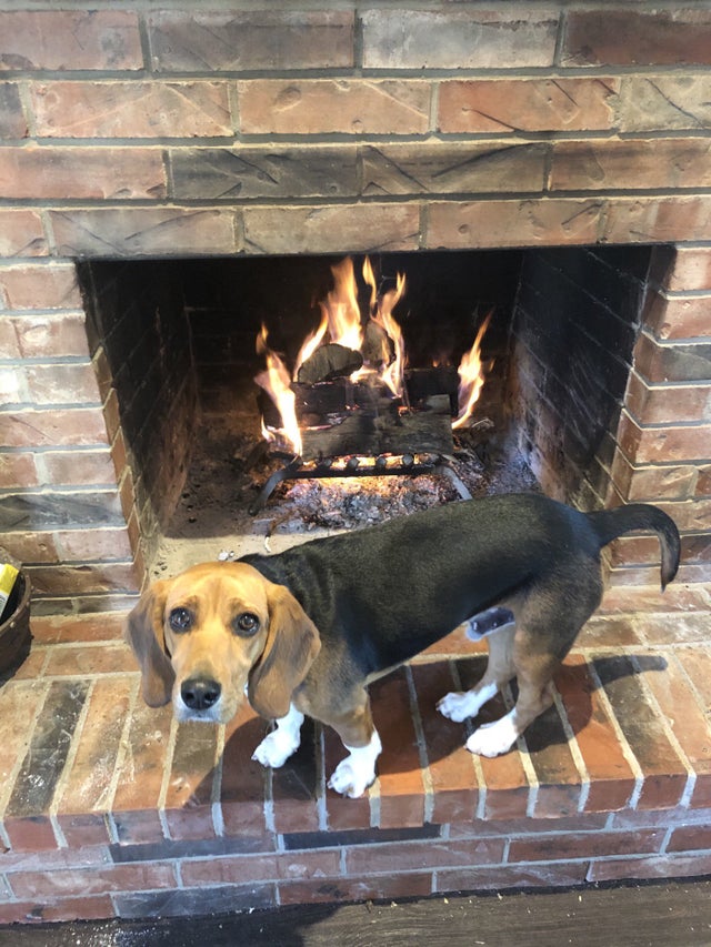 15 Realities That New Beagle Owners Must Accept 10