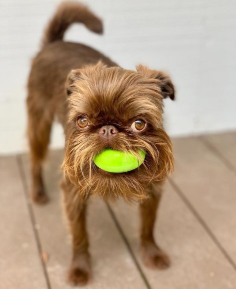 15 Pictures That Prove Brussels Griffons Are Perfect Weirdos 9