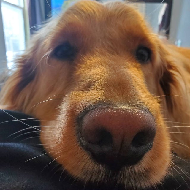 15 Realities That New Golden Retriever Owners Must Accept 10